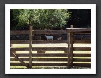 Goats at Rancho San Antonio