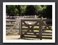 Sheep at Rancho San Antonio