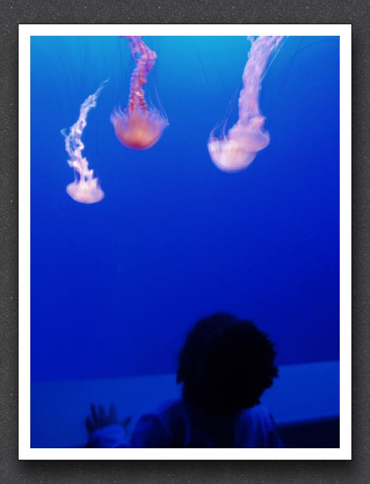 Jellyfish prelude