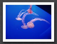 Jellyfish quartet