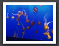 Jellyfish symphony